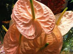 -BEAST野兽派(上海浦东嘉里城店)