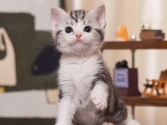 -小猫来了·猫舍(红山六九七九店)