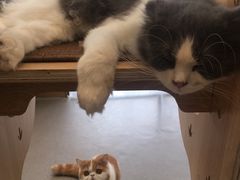 -飞行喵MR PILOT|猫舍·猫咖(静安大融城店)