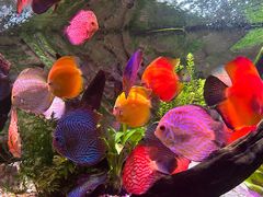 -上海海洋水族馆