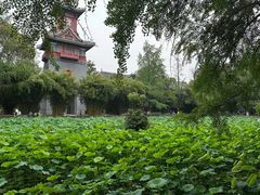 -四川大学(望江校区)