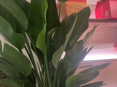 -甘婆婆醪糟汤圆