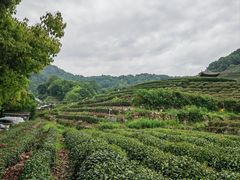 -十八棵（老龙井）御茶园(老龙井店)