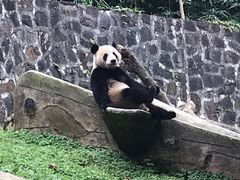 -都江堰中华大熊猫苑
