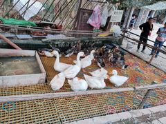 -倒盏民俗文化村