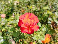 -深圳国际园林花卉博览园