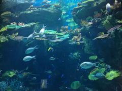 -暹罗海洋世界