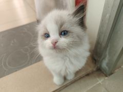 -瑞鹏宠物医院·骨科·猫科·内科(第一中心)