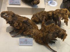 -广东中医药博物馆