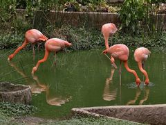 -清迈夜间动物园