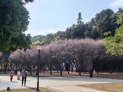 -中山市树木园