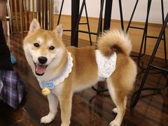 -豆柴町-柴犬主题狗咖(红鼎国际C座店)