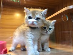 -猫十亿·布偶金渐层·曼基康矮脚猫舍(青年路店)