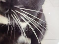 -鼓捣猫呢主题猫咖店