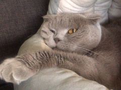 -纳吉亚猫专科动物医院(康都外科中心)