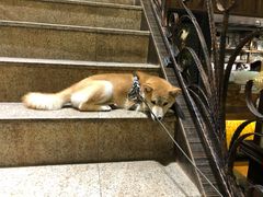 -more than meow吴止猫主题餐厅(承德 中船汇店)