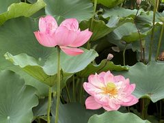 -成都南湖公园