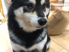 -是阿柴呀！柴犬咖啡·爱喵喵猫咖