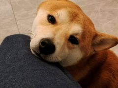 -美联众合动物医院·24h转诊中心