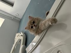 -唐小姐の猫狗洗护·购宠旗舰店(周浦万达店)