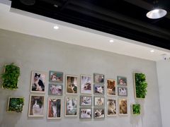 -藏猫猫咖啡主题馆(中央大道店)