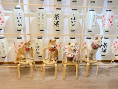 -柴迷FANS CLUB·柴犬狗咖·猫咖