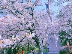-武汉大学-樱园