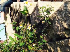 -蔡氏古民居建筑群