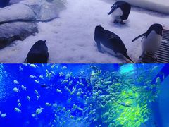 -上海海昌海洋公园