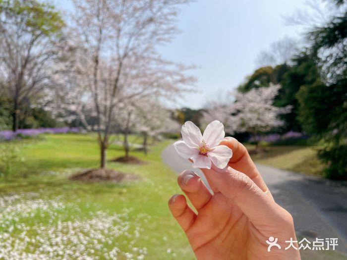 上海滨江森林公园图片