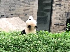 -都江堰中华大熊猫苑
