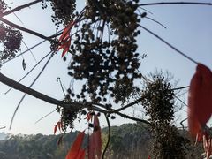 -昆山城市生态森林公园