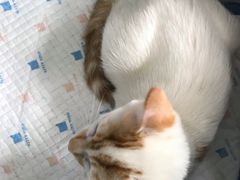 -爱侣宠医·鹦鹉专科·小型哺乳类·异宠专科(灵石路店)