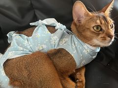 -博特宠物医院24h犬猫全科.骨科·异宠