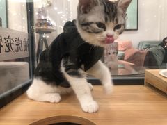 -袖虎·猫馆(体育西路店)