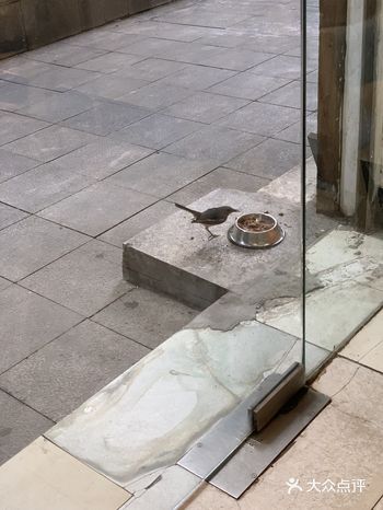门口是要变动物园了么 为啥四喜儿会吃猫粮 还来过好几