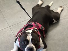 -shark burger·鲨鱼汉堡(交子大道店)