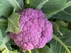 -中国天府农业博览园