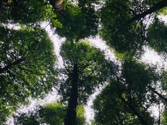 -山王坪喀斯特国家生态公园