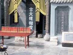 -大槐树寻根祭祖园