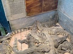 -呀路古热带植物园