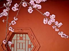 -桃花堤公园