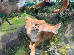 -国家自然博物馆