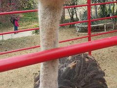 -秀丽东方