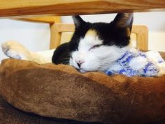 -猫的天空之城概念书店(杭州南宋御街店)