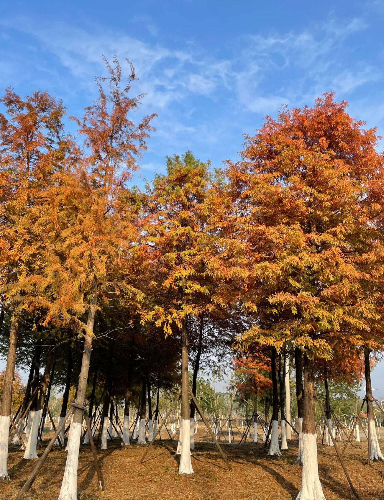 泉州海丝生态公园