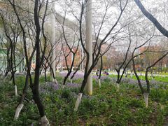 -南京外国语学校(仙林分校西区)