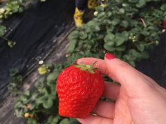 -小鱼草莓采摘园农家乐·小鱼餐厅