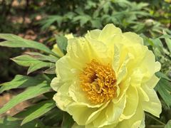 -洛阳市隋唐城遗址植物园