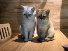 -喵屿·大理花园猫咖